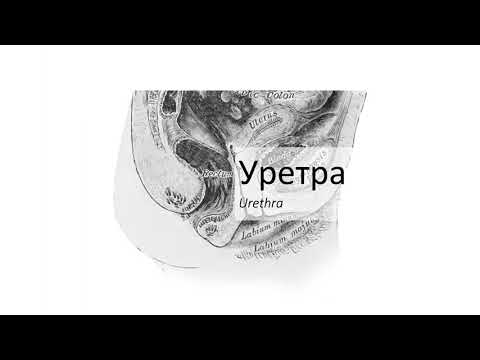Видео: Уретра – Urethra (8:09) ┃teoriyata.com