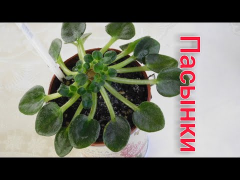 Видео: Как получить много пасынков на фиалке?