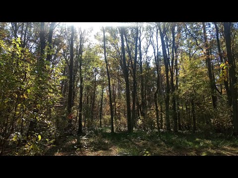 Видео: Собираю грибы, не лес, а сказка👍🍁🍂