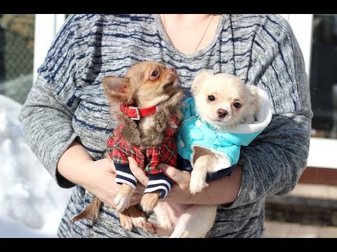 Видео: А Вы идёте гулять? Щенки ЧИХУАХУА