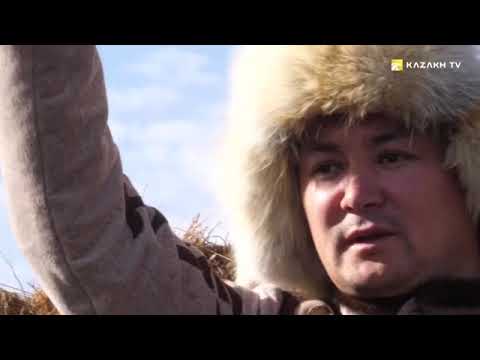 Видео: Дикие жеребцы и охота с беркутом