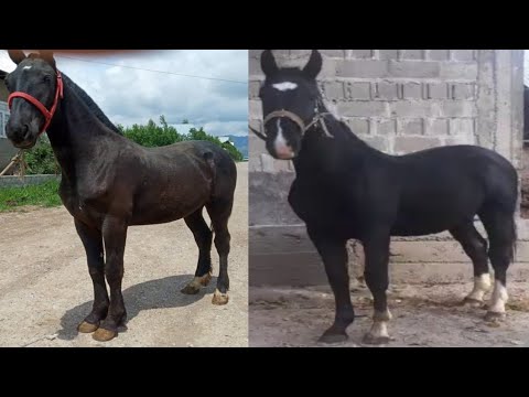 Видео: ХАДИСТЕ АТ ЖӨНҮНДӨ ЭМНЕДЕП АЙТЫЛГАН ВИДЕОНУ ТОЛУК КӨРҮҢҮЗДӨР.