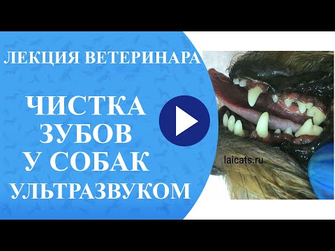 Видео: Ультразвуковая чистка зубов у собак в процессе стрижки).