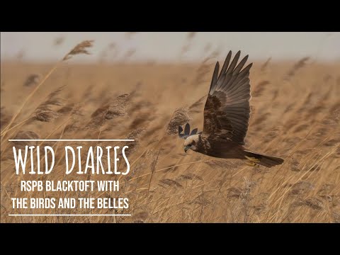 Видео: Послы приключений Birds & Belles: Королевское общество защиты птиц (RSPB) в Блэктофт-Сэндс | Фото...