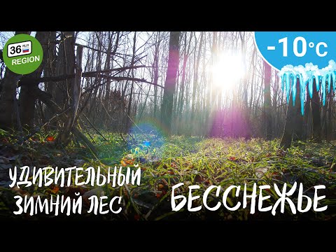 Видео: Бесснежье. Удивительный зимний лес.