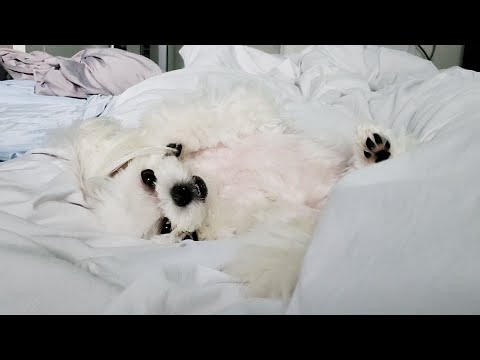 Видео: Приятно, что происходит, когда вы спите с собакой