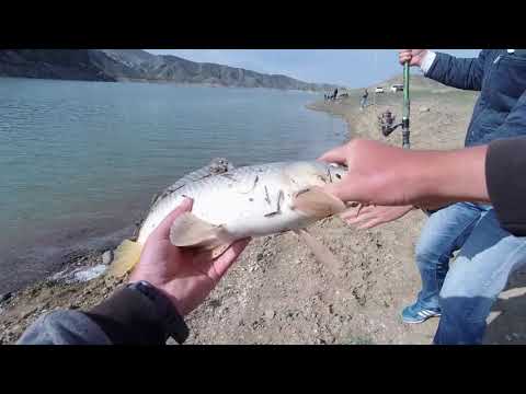 Видео: оз. Азат. САЗАНЫ приятно радуют!!! Рыбалка в Армении.