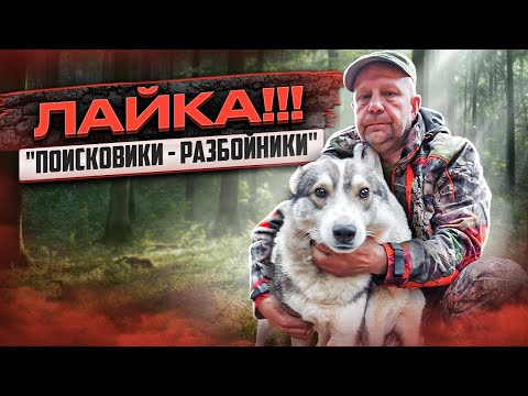 Видео: Искали МЕДВЕДЯ - нашли ГЕМОРРОЙ !!!