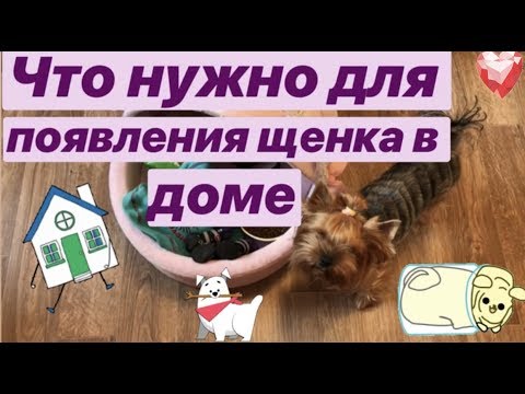 Видео: Что нужно для появления щенка в доме #йорк #собаки #щенки