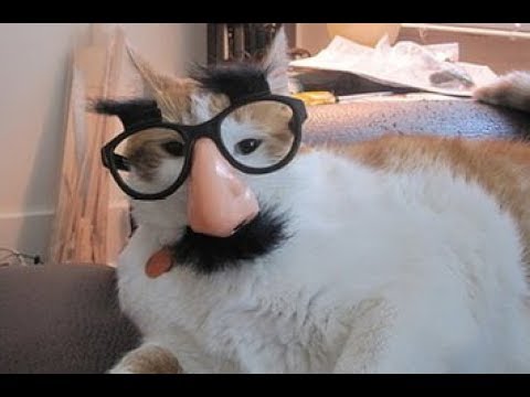 Видео: Я РЖАЛ ПОЛ ЧАСА / СМЕШНЫЕ ЖИВОТНЫЕ , КОТЫ СОБАКИ И ДРУГИЕ