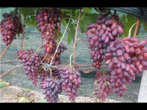 Видео: Виноград Маникюр фингер 2020