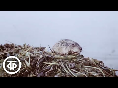 Видео: Ондатра. Научно-популярный фильм (1984)