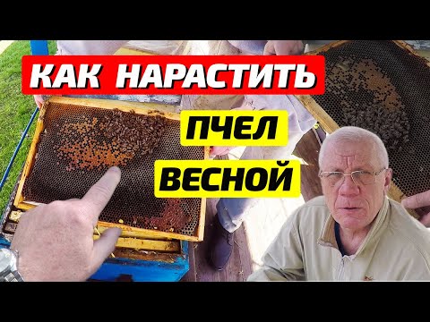 Видео: Как спасти слабую семью пчел весной. Наращивание пчел.
