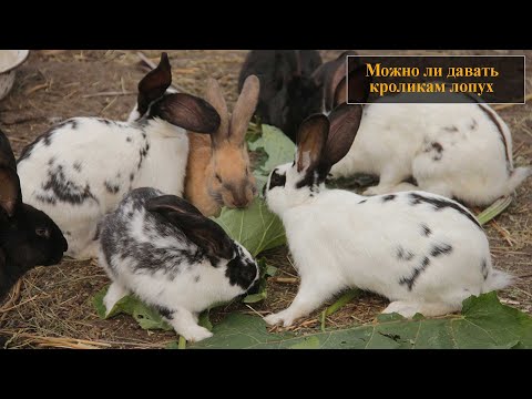 Видео: Можно ли давать кроликам лопух