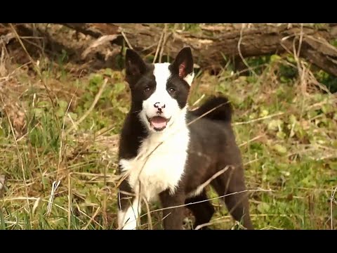 Видео: Воспитание щенков лайки ✔ ✓