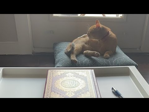 Видео: Daniella Дана Yussupbek is live!