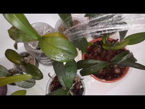 Видео: После этой процедуры Орхидеи оживут Выгонят Цветоносы кучу Корней/Правильное использование ВЕРТИМЕК