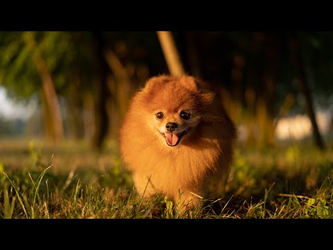 Видео: у собаки слезятся глаза