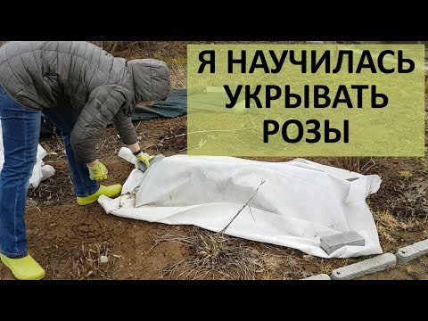 Видео: УКРЫВАТЬ РОЗЫ теперь буду только так.