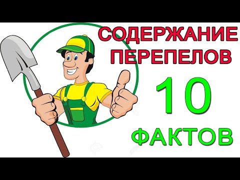 Видео: Содержание перепелов. 10 фактов