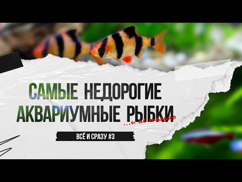 Видео: Самые недорогие аквариумные рыбки и не только