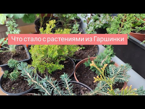Видео: Как выглядят растения, спустя месяц после распаковки. Туя, пихта, прострелы и др.