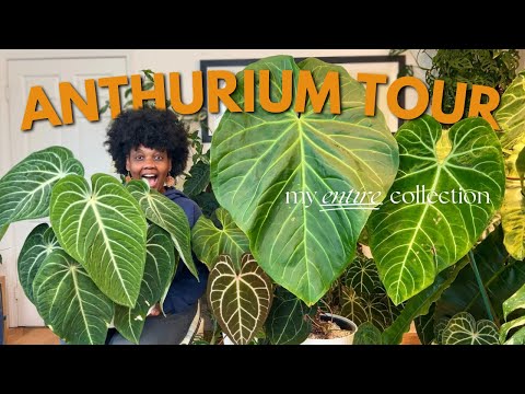 Видео: Экскурсия по всей коллекции антуриумов