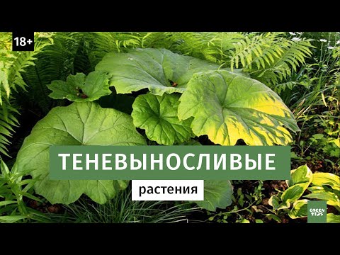 Видео: Теневой цветник. Что посадить в тени.