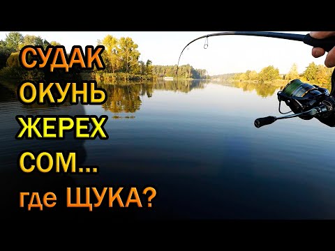 Видео: КАК ПОЙМАТЬ СУДАКА? Трудовая рыбалка. Поймал всех кроме щуки.