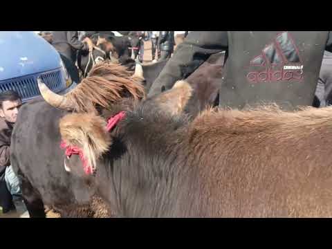 Видео: МОЛБОЗОРИ КУМСАНГИР НАРХУ НАВОЙ МОЛХО 9 ноября 2025 г.