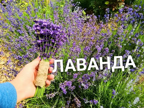 Видео: ЛАВАНДА/ Летняя обрезка/ Как сделать букет из ЛАВАНДЫ/#деревня #lavande #цветы #лето #обрезкацветов