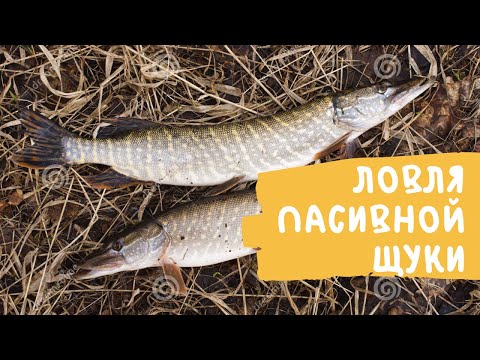 Видео: ЛОВЛЯ ЩУКИ НА СПИННИНГ ЗИМОЙ НА МАЛЫХ РЕКАХ