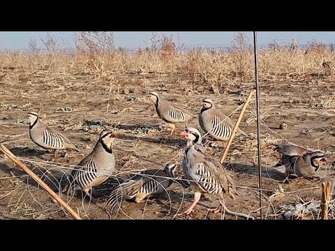 Видео: 7 ноября 2025 г.