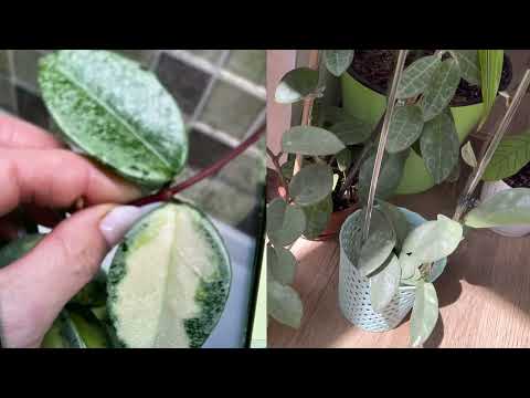 Видео: КАК СПРАВИТЬСЯ С ХОЙЕЙ 🙃 Для ЦЕНИТЕЛЕЙ серебра 🥰