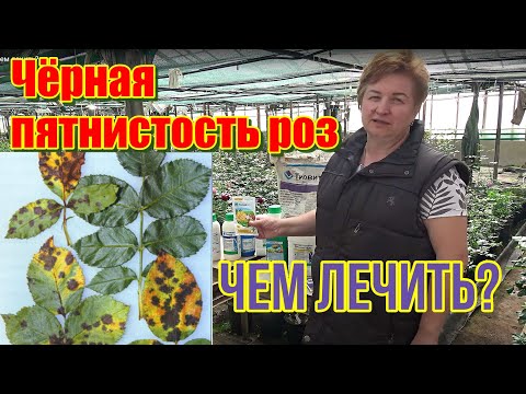 Видео: Чёрная пятнистость роз, чем лечить?