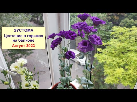 Видео: Эустома. Цветение эустомы, выращенной из семян, в горшках на балконе. Август 2023