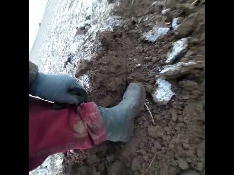 Видео: випробовування плуга квернеланд  2-35 з Т40АМ і 3-35 з мтз 82