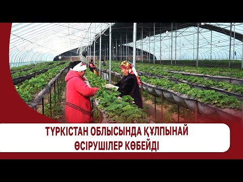 Видео: Түркістан облысында құлпынай өсірушілер көбейді