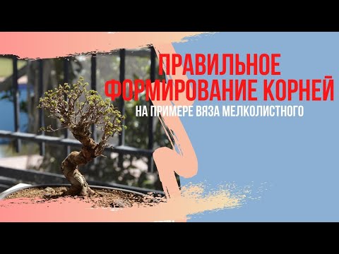 Видео: Как правильно формировать красивое и правильное небари у бонсай. Бонсай из вяза мелколистного