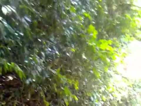 Видео: Дикарем в Таиланд Остров Phi Phi, дорога на Paradise resort