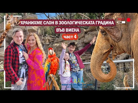 Видео: 🤣 ХРАНИХМЕ СЛОН В ЗООЛОГИЧЕСКАТА ГРАДИНА ВЪВ ВИЕНА😍 част 4 😍 Живот със Синдром на Даун