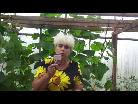 Видео: Чем подкормить огурцы? Дрожжевые подкормки для богатого урожая огурцов.