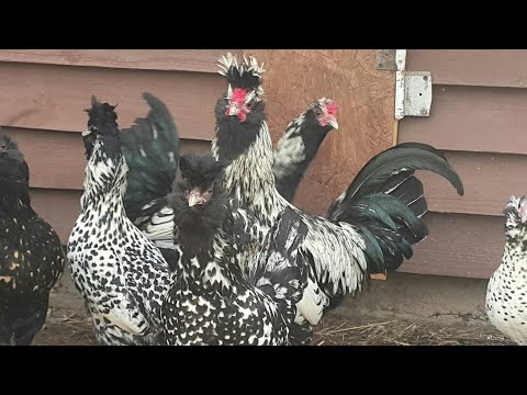 Видео: Куры Павловской породы. История. Содержание. Мой опыт.