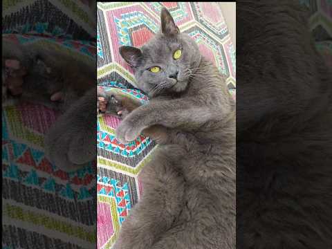 Видео: #забавныекоты #юмор #красавчик #cat #fanni