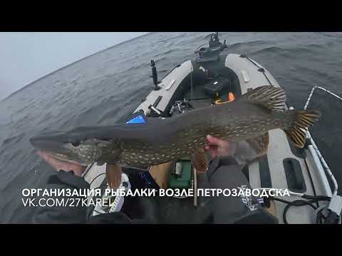 Видео: Ноябрьский жор карельской щуки - трофей весом восемь килограмм