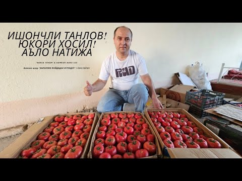 Видео: СУПЕР НАТИЖА. BUR PINK F1, BALABAN F1🍅ПОМИДОРИ БАРАКАСИНИ БЕРСИН.