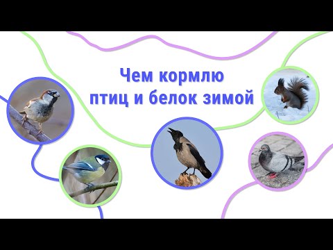 Видео: Чем кормить птиц зимой. Чем кормить белок зимой.