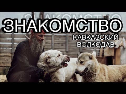 Видео: Знакомство с волкодавами из Сибири.