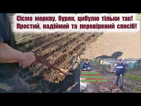 Видео: Сіємо моркву, буряк, цибулю тільки так! Простий, надійний та перевірений спосіб👍🏻