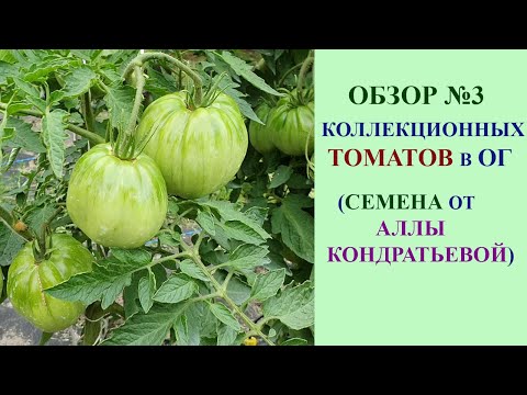 Видео: ОБЗОР №3 КОЛЛЕКЦИОННЫХ СОРТОВ ТОМАТОВ В ОТКРЫТОМ ГРУНТЕ НА 22 ИЮЛЯ ИЗ СЕМЯН ОТ АЛЛЫ КОНДРАТЬЕВОЙ.